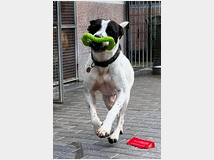 in-regalo-cane-meticcio-black 
