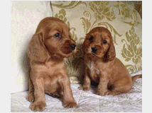 Cani in vendita